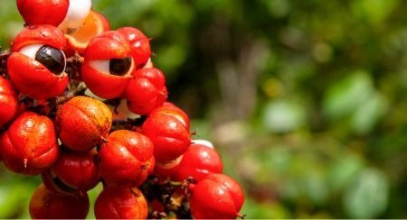 Guarana in the VittaBurn formula